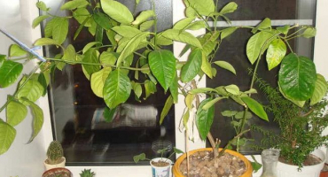 Proč listy mandarinky žloutnou, příčiny onemocnění a co dělat